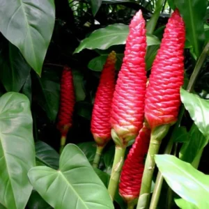 Awapuhi Shampoo Ginger Roots - 10 Zingiber Zerumbet Rhizomes for Live Ginger Lily Perennial Gardens