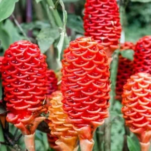 Awapuhi Shampoo Ginger Roots - 10 Zingiber Zerumbet Rhizomes for Live Ginger Lily Perennial Gardens