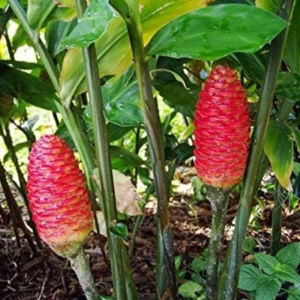 Awapuhi Shampoo Ginger Roots - 10 Zingiber Zerumbet Rhizomes for Live Ginger Lily Perennial Gardens