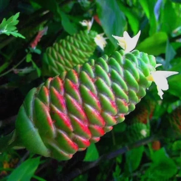 Awapuhi Shampoo Ginger Roots - 4 Zingiber Zerumbet Rhizomes - Live Ginger Lily Plant Perennial Garden