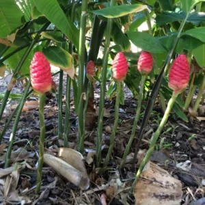 Awapuhi Shampoo Ginger Roots - 4 Zingiber Zerumbet Rhizomes - Live Ginger Lily Plant Perennial Garden