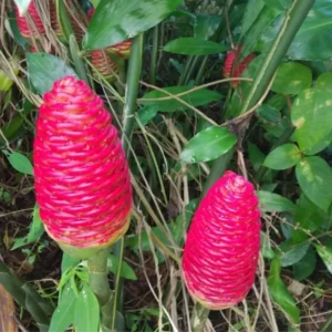 Awapuhi Shampoo Ginger Roots - 4 Zingiber Zerumbet Rhizomes - Live Ginger Lily Plant Perennial Garden