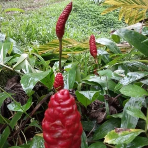 Awapuhi Shampoo Ginger Roots - 4 Zingiber Zerumbet Rhizomes - Live Ginger Lily Plant Perennial Garden