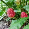 Awapuhi Shampoo Ginger Roots - 4 Zingiber Zerumbet Rhizomes for Planting - Red Pinecone Ginger Lily Perennial Garden