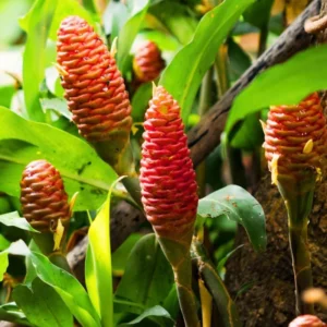 Awapuhi Shampoo Ginger Roots - 4 Zingiber Zerumbet Rhizomes for Planting - Red Pinecone Ginger Lily Perennial Garden