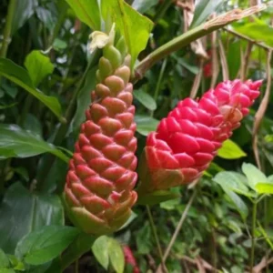 Awapuhi Shampoo Ginger Roots - 4 Zingiber Zerumbet Rhizomes for Planting - Red Pinecone Ginger Lily Perennial Garden
