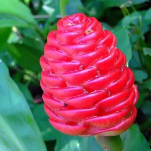 Awapuhi Shampoo Ginger Roots - 4 Zingiber Zerumbet Rhizomes for Planting - Red Pinecone Ginger Lily Perennial Garden