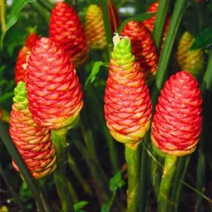 Awapuhi Shampoo Ginger Roots - Fresh Zingiber Zerumbet Rhizomes - Hawaiian Ginger Lily Flower Plant