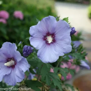 Azurri Blue Rose of Sharon Hibiscus - 4-inch Potted Shrub - Blue Flowers
