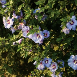 Azurri Blue Rose of Sharon Hibiscus - 4-inch Potted Shrub - Blue Flowers
