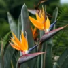 BIRD OF PARADISE LIVE PLANT Tropical Indoor Outdoor Plant 20 to 25" Height