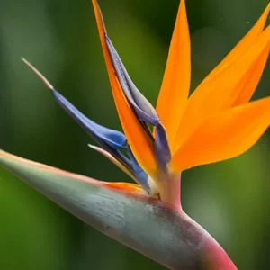BIRD OF PARADISE LIVE PLANT Tropical Indoor Outdoor Plant 20 to 25" Height