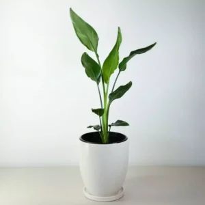 BIRD OF PARADISE LIVE PLANT Tropical Indoor Outdoor Plant 20 to 25