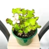 Baby Dress Begonia Plant - 3.75 inch Pot - Terrarium Fairy Garden Houseplant