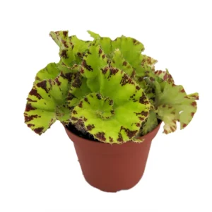 Baby Dress Begonia Plant - 3.75 inch Pot - Terrarium Fairy Garden Houseplant