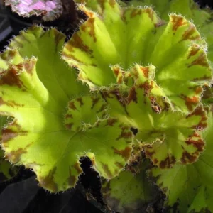 Baby Dress Begonia Plant - 3.75 inch Pot - Terrarium Fairy Garden Houseplant
