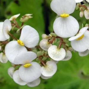 Baby Dress Begonia Plant - 3.75 inch Pot - Terrarium Fairy Garden Houseplant