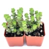 Baby Necklace Succulent - Crassula Marnieriana x Perforata 2" Pots - 2 Pack