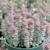 Baby Necklace Succulent Crassula Marnieriana x Perforata 2.5 inch Pot