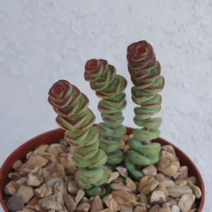 Baby Necklace Succulent Crassula Marnieriana x Perforata 2.5 inch Pot