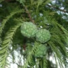 Bald Cypress Tree 3-Pack 12 to 24in Taxodium Distichum Bare Root Landscape Tree