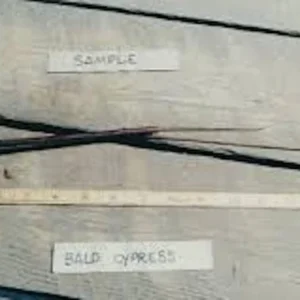 Bald Cypress Tree 3-Pack 12 to 24in Taxodium Distichum Bare Root Landscape Tree