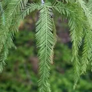 Bald Cypress Tree 3-Pack 12 to 24in Taxodium Distichum Bare Root Landscape Tree