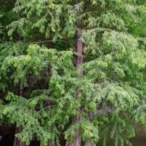 Bald Cypress Tree 3-Pack 12 to 24in Taxodium Distichum Bare Root Landscape Tree