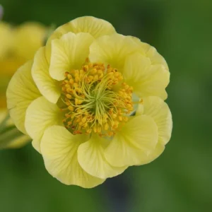 Banana Daiquiri Geum Perennial Plant 2.5" Pot Bright Yellow Blooms