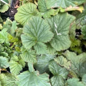 Banana Daiquiri Geum Perennial Plant 2.5