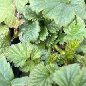 Banana Daiquiri Geum Perennial Plant 2.5