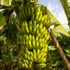 Banana Tree Musa Gran Nain Starter Plant - Dwarf Fruit Tree for Home Gardens and Homesteads