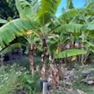 Banana Tree Musa Gran Nain Starter Plant - Dwarf Fruit Tree for Home Gardens and Homesteads