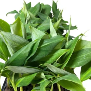 Banana Tree Musa Gran Nain Starter Plant - Dwarf Fruit Tree for Home Gardens and Homesteads