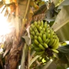 Banana Tree Musa Gran Nain Starter Plant - Fruit Tree Homestead - Grow Bananas