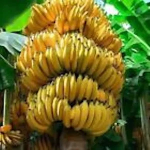 Banana Tree Musa Gran Nain Starter Plant - Fruit Tree Homestead - Grow Bananas