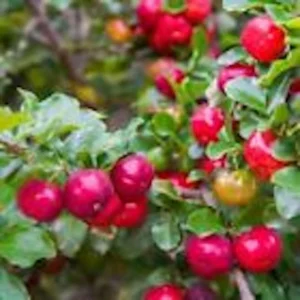 Barbados Cherry Tree 3-Pack Live Starter Plants - Fruit Tree - Homestead Perennial