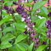 Basil Plants Live 2-Pack Sweet Basil Herb Plants 3-5 Inches