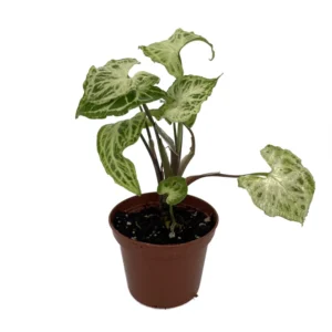 Batik Arrowhead Plant 2.5 inch Pot - Syngonium Nepthytis Indoor Plant