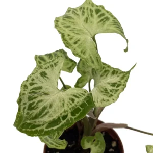 Batik Arrowhead Plant 2.5 inch Pot - Syngonium Nepthytis Indoor Plant