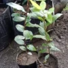 Bay Leaf Tree Laurus Nobilis - 4 Inch Tall - Culinary Herb Plant