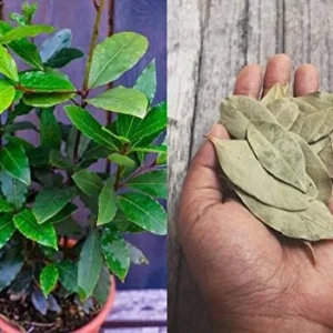 Bay Leaf Tree Laurus Nobilis - 4 Inch Tall - Culinary Herb Plant