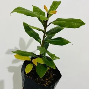 Bay Leaf Tree Laurus Nobilis - 4 Inch Tall - Culinary Herb Plant