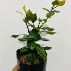 Bay Leaf Tree Laurus Nobilis - 4 Inch Tall - Culinary Herb Plant