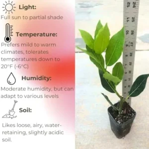 Bay Leaf Tree Laurus Nobilis - 4 Inch Tall - Culinary Herb Plant