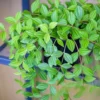 Beetle Peperomia angulata Plant - 2.5 Inch Pot - Radiator Plant