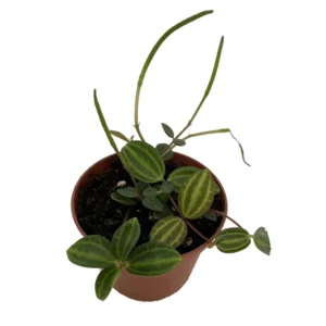 Beetle Peperomia angulata Plant - 2.5 Inch Pot - Radiator Plant