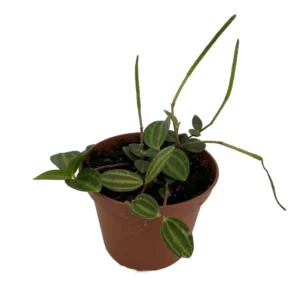 Beetle Peperomia angulata Plant - 2.5 Inch Pot - Radiator Plant