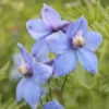 Belladonna Delphinium Perennial - Blue/Purple Blooms - 2.5" Pot Flower