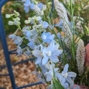 Belladonna Delphinium Perennial - Blue/Purple Blooms - 2.5" Pot Flower